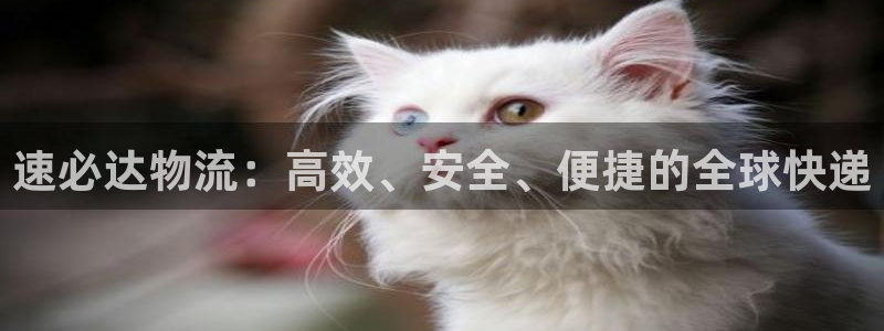 多多28官网入口正版：速必达物流：高效、安全、便捷的全球快递