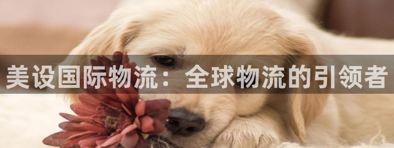 多多28登录：美设国际物流：全球物流的引领者
